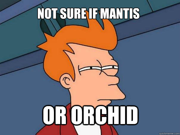 not sure if mantis or orchid - Futurama Fry
