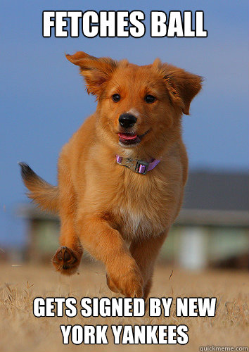 fetches ball gets signed by new york yankees - Ridiculously Photogenic Puppy