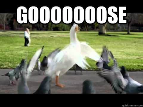 gooooooose -
