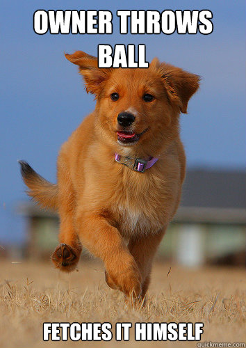 owner throws ball fetches it himself - Ridiculously Photogenic Puppy