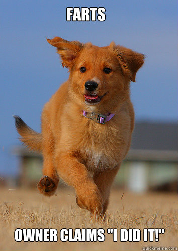 farts owner claims i did it - Ridiculously Photogenic Puppy