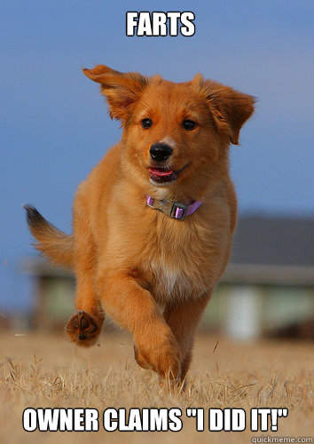 farts owner claims i did it - Ridiculously Photogenic Puppy