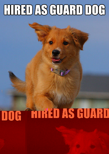 hired as guard dog by chuck norris - Ridiculously Photogenic Puppy
