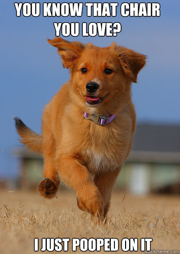 you know that chair you love i just pooped on it - Ridiculously Photogenic Puppy