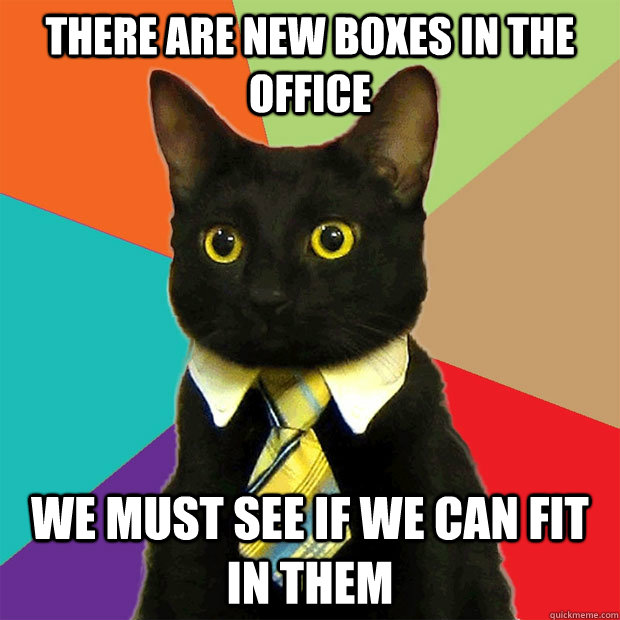 there are new boxes in the office we must see if we can fit - Business Cat