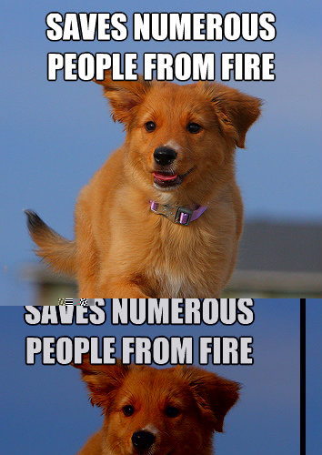 saves numerous people from fire using one paw - Ridiculously Photogenic Puppy
