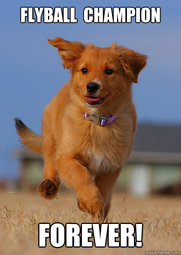 flyball champion forever - Ridiculously Photogenic Puppy
