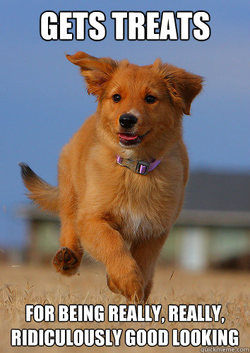 gets treats for being really really ridiculously good look - Ridiculously Photogenic Puppy