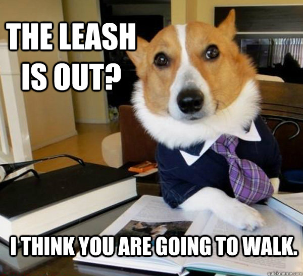 the leash is out i think you are going to walk - Lawyer Dog