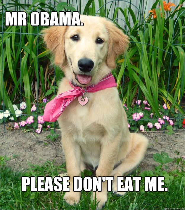 mr obama please dont eat me - Insanely Cute Puppy