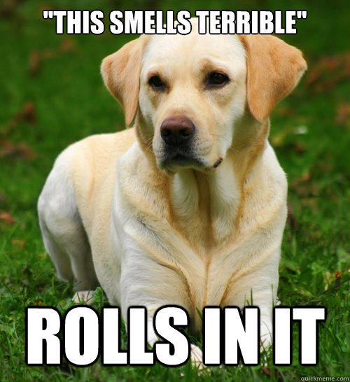 this smells terrible rolls in it - Dog Logic