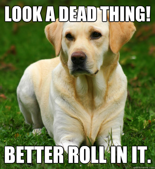 look a dead thing better roll in it - Dog Logic