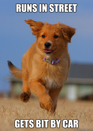 runs in street gets bit by car - Ridiculously Photogenic Puppy