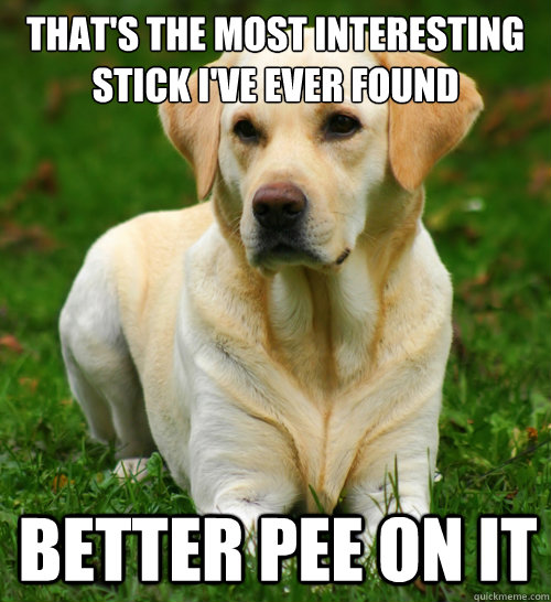 thats the most interesting stick ive ever found better pee - Dog Logic