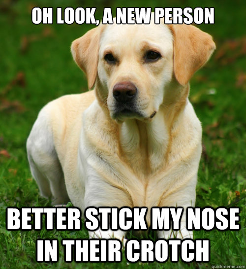 oh look a new person better stick my nose in their crotch - Dog Logic