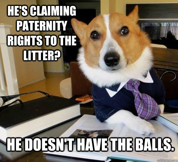 hes claiming paternity rights to the litter he doesnt hav - Lawyer Dog