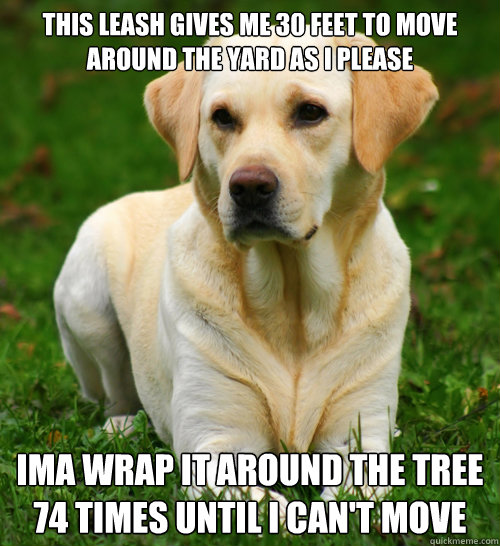 this leash gives me 30 feet to move around the yard as i ple - Dog Logic