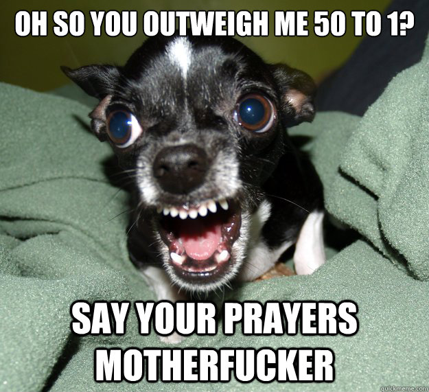 oh so you outweigh me 50 to 1 say your prayers motherfucker - Chihuahua Logic