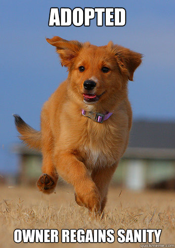 adopted owner regains sanity - Ridiculously Photogenic Puppy