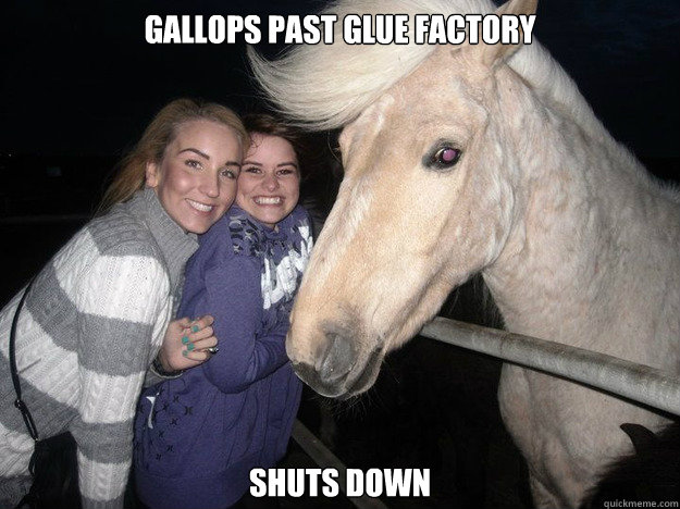 gallops past glue factory shuts down - Ridiculously Photogenic Horse