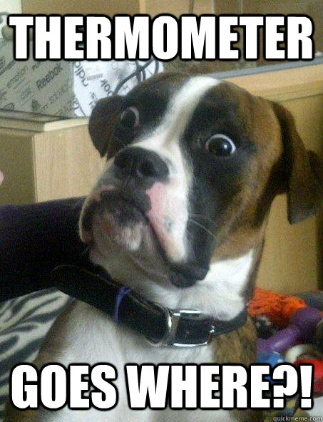 thermometer goes where - shocked dog