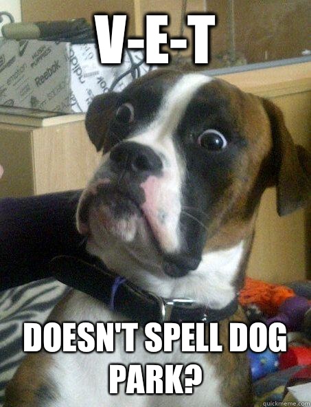 VET Doesnt spell dog park - Baffled boxer