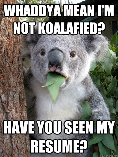 whaddya mean im not koalafied have you seen my resume - koala bear