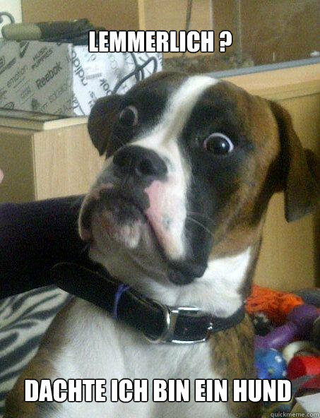 lemmerlich dachte ich bin ein hund - Baffled boxer