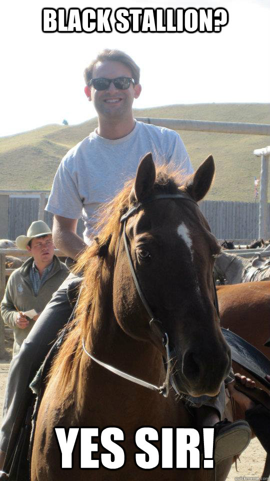 black stallion yes sir horse