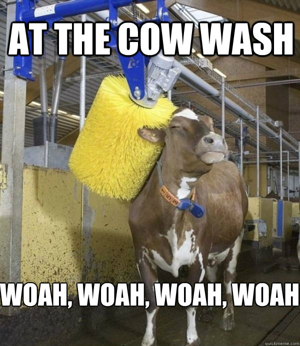 at the cow wash woah woah woah woah -
