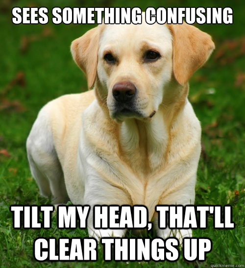 sees something confusing tilt my head thatll clear things - Dog Logic