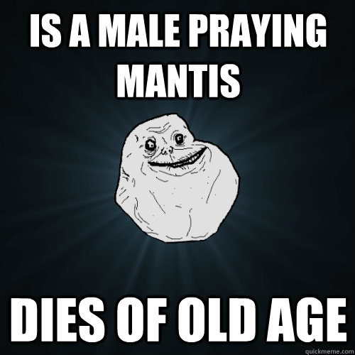 is a male praying mantis dies of old age - Forever Alone