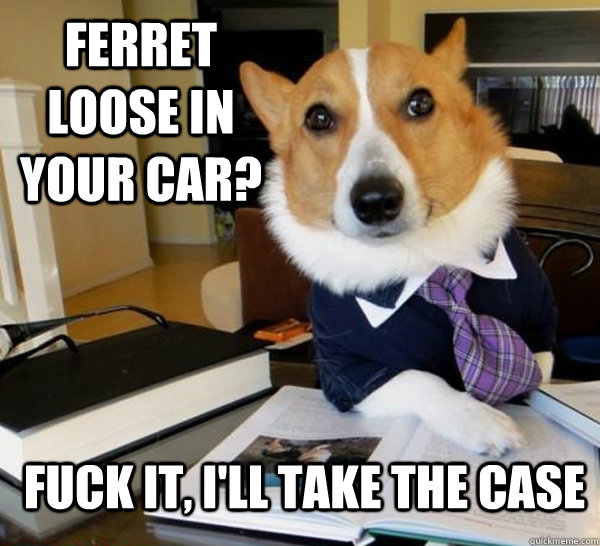 ferret loose in your car fuck it ill take the case - Lawyer Dog