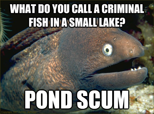 what do you call a criminal fish in a small lake pond scum - Bad Joke Eel