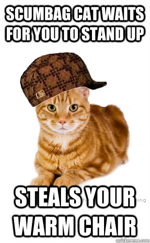 scumbag cat waits for you to stand up steals your warm chair -