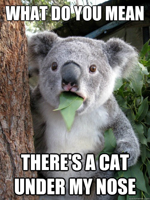 what do you mean theres a cat under my nose - Amazed Koala