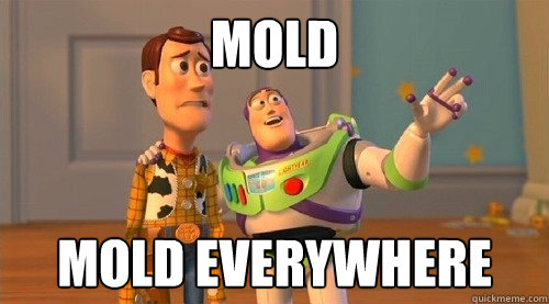 mold mold everywhere - Buzz Kill