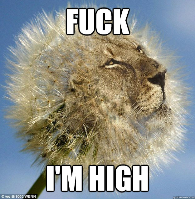 fuck im high - 10 Lion