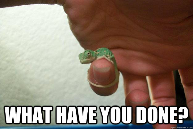 what have you done -
