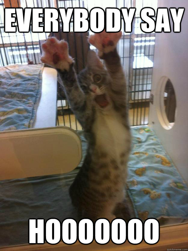 everybody say hooooooo - Hands Up Kitty