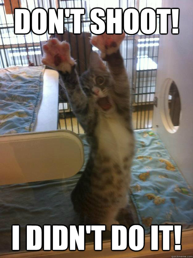 dont shoot i didnt do it - Hands Up Kitty