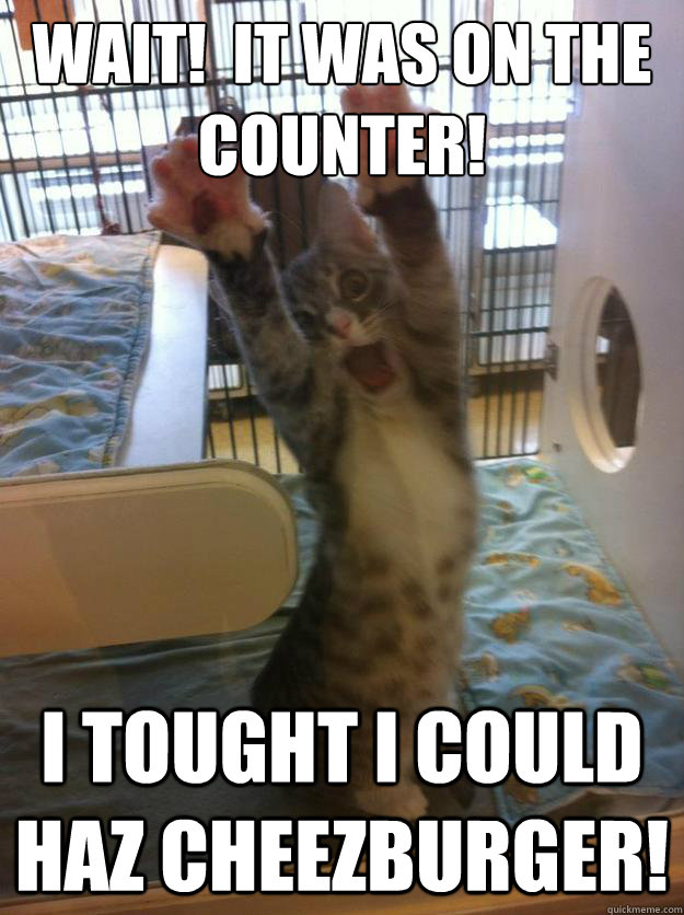 wait it was on the counter i tought i could haz cheezburg - Hands Up Kitty