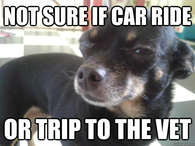 not sure if car ride or trip to the vet -