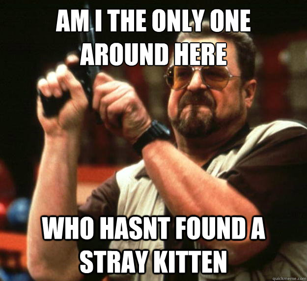 am i the only one around here who hasnt found a stray kitte - Angry Walter