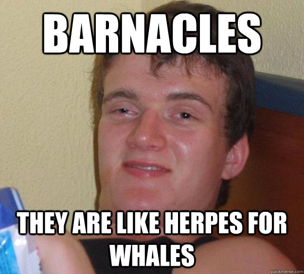 barnacles they are like herpes for whales - 10 Guy