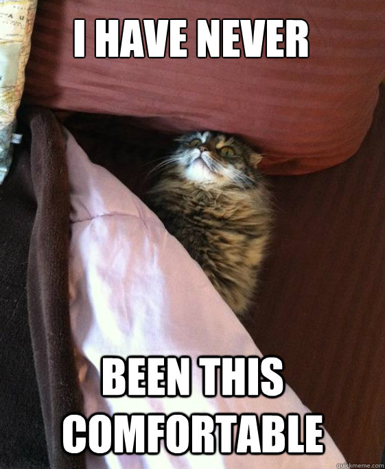 i have never been this comfortable - Bed Cat