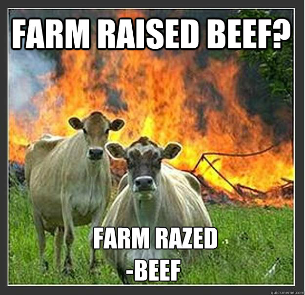 farm raised beef farm razed beef - Evil cows