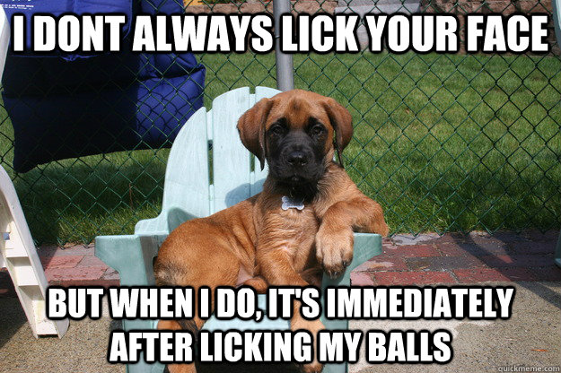 i dont always lick your face but when i do its immediately - The Most Interesting Dog in the World