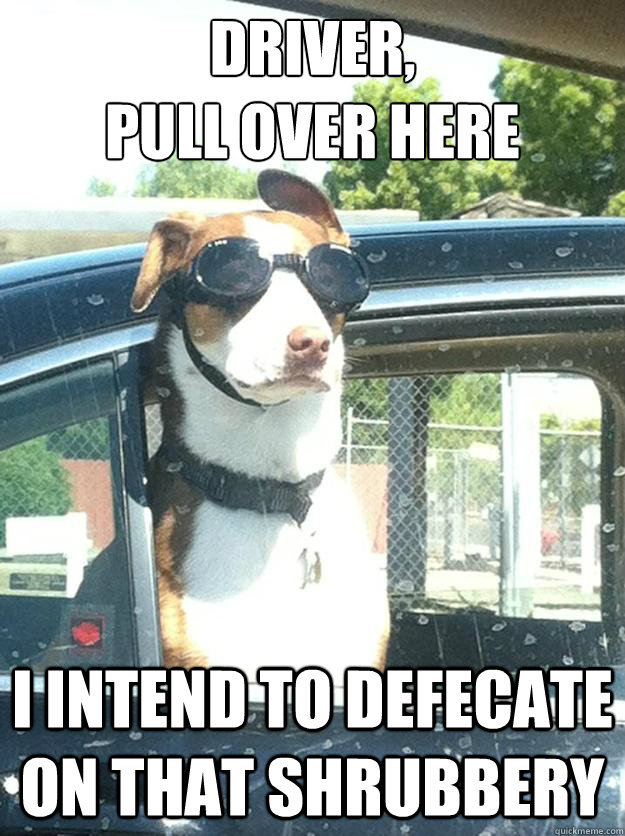driver pull over here i intend to defecate on that shrubbe - Excellent Dog