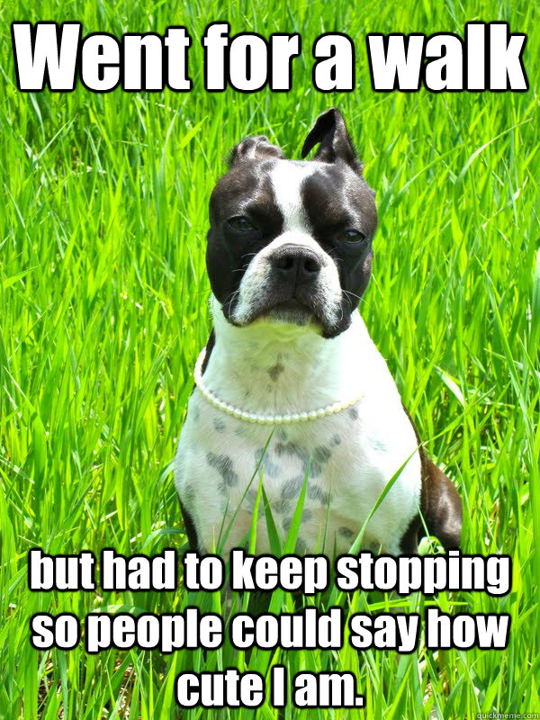 went for a walk but had to keep stopping so people could say - First World Dog Problems